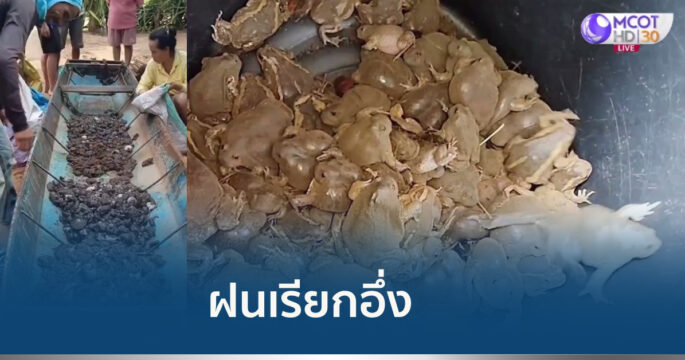 ฝนตกจับอึ่ง