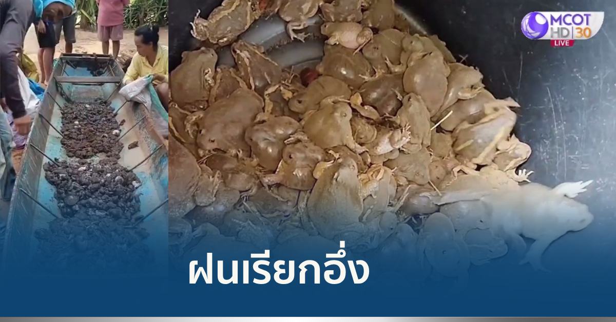 ฝนตกจับอึ่ง