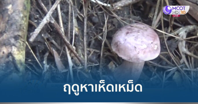 เห็ดเหม็ด