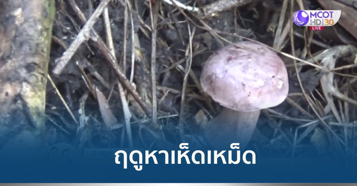 เห็ดเหม็ด