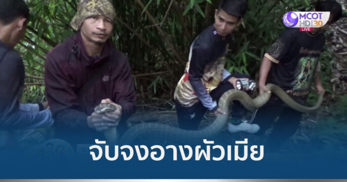 จงอางผัวเมีย