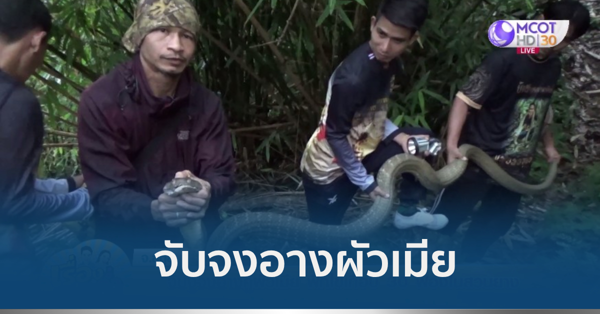 จงอางผัวเมีย