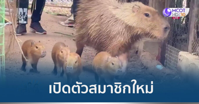 ลูกคาปิบารา