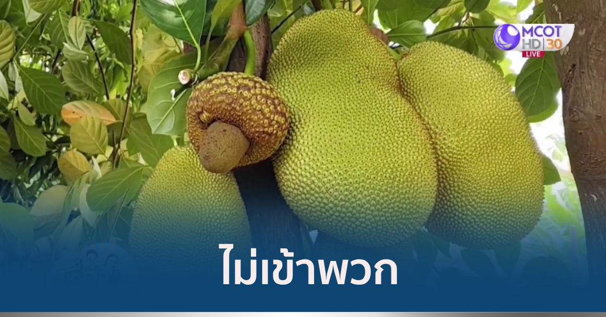 ขนุนแปลก