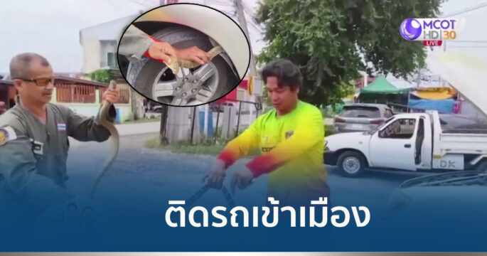 งูเข้ารถ