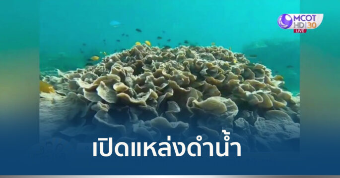 ดำน้ำเกาะพีพี