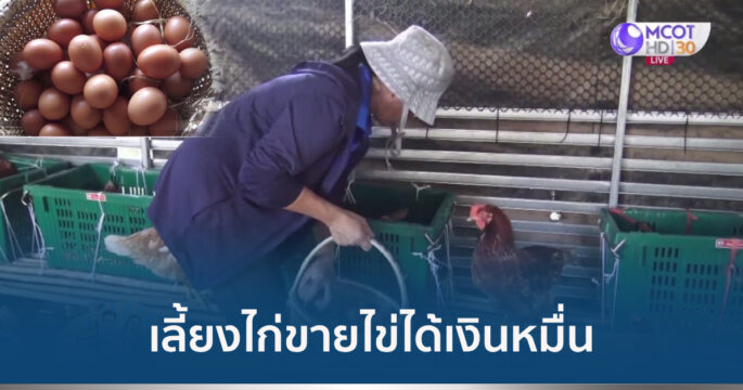 เลี้ยงไก่ไข่
