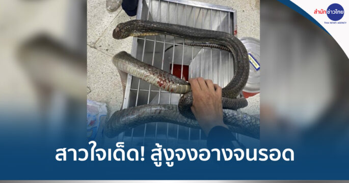 สู้งูจงอาง