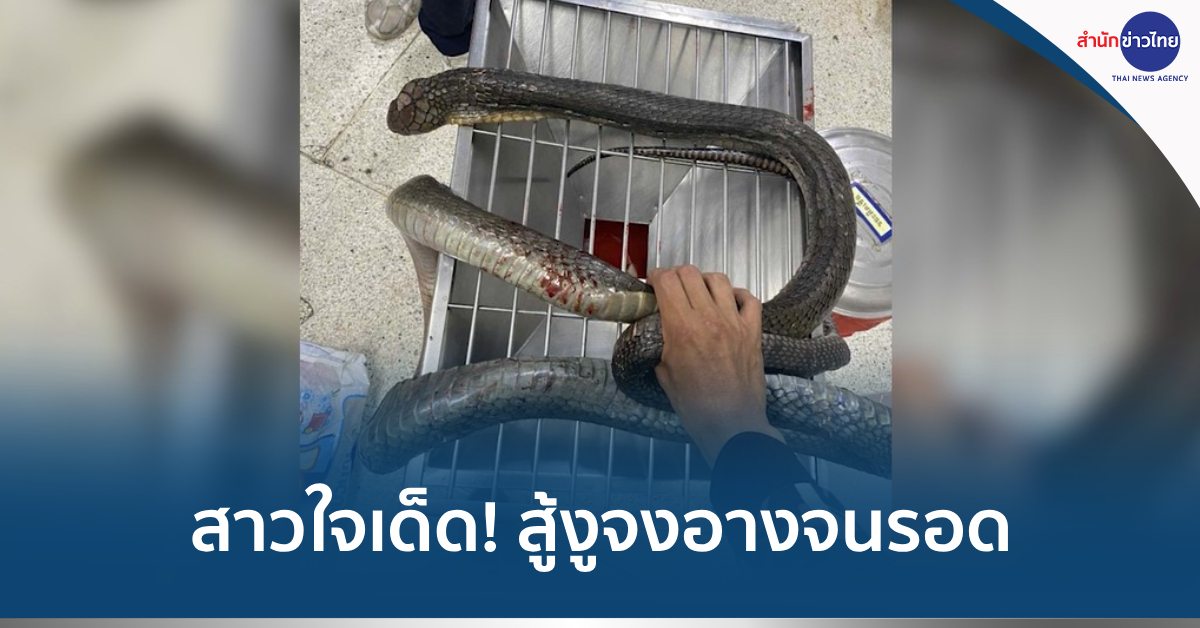 สู้งูจงอาง