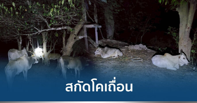โคเถื่อน