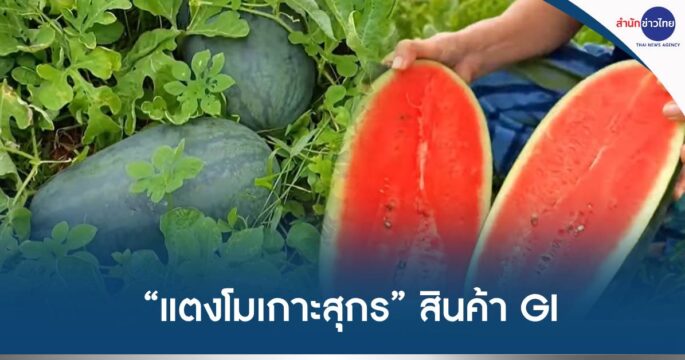 แตงโมเกาะสุกร