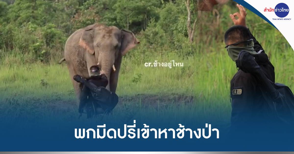 เดินเข้าหาช้าง