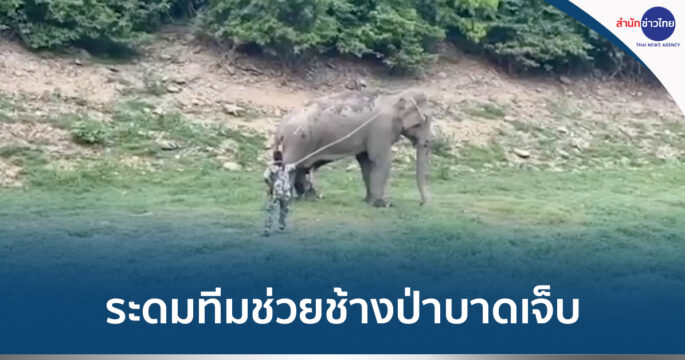 ช้างป่าบาดเจ็บ