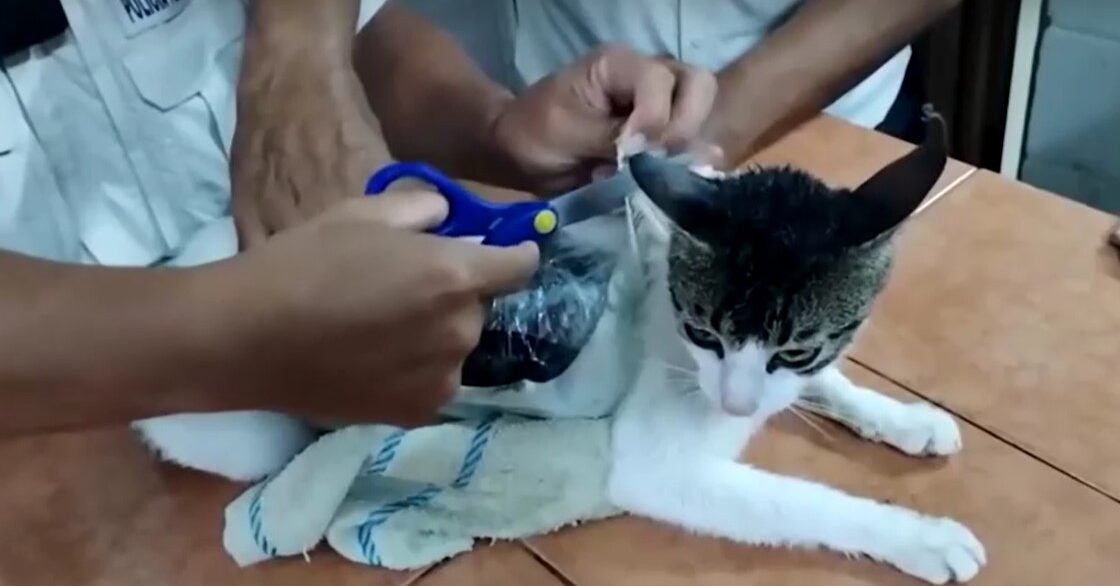 Costa Rica authorities catch cat smuggling drugs into prison