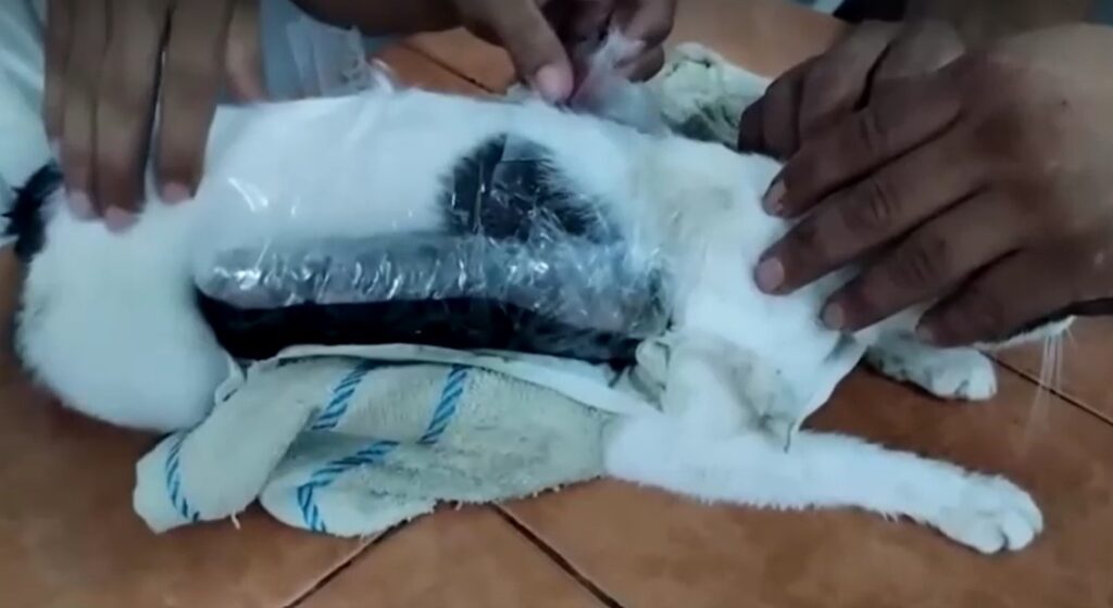 Costa Rica authorities catch cat smuggling drugs into prison