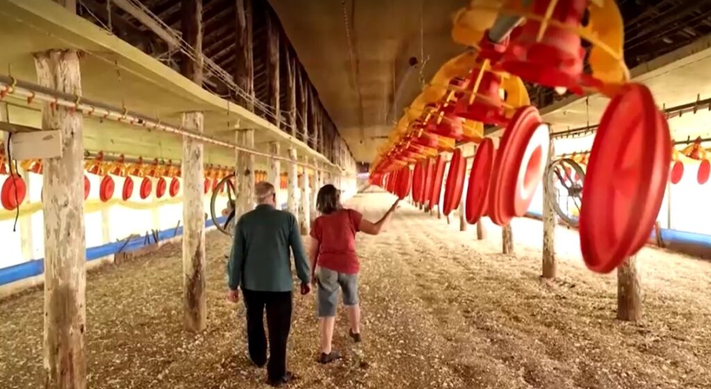 Inside Brazil poultry farm disinfected and stock destroyed in bid to contain bird flu outbreak