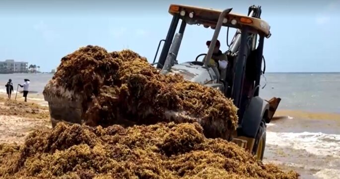 worker uses bulldozer remove pile of seaweed from Mexico's beach
