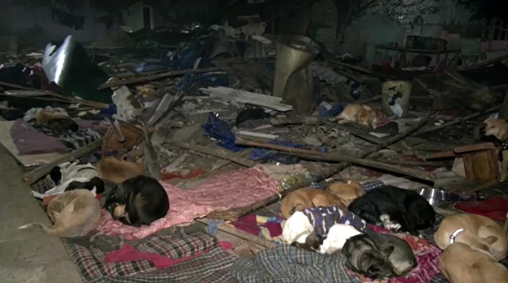 stray dogs in ruined house in India