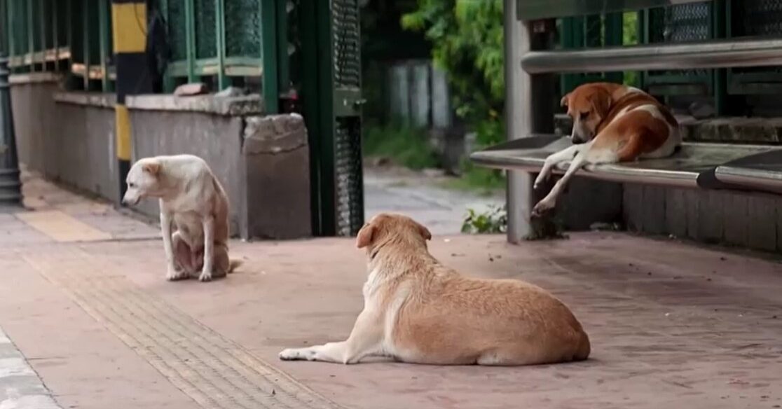 stray dogs on footpath in India