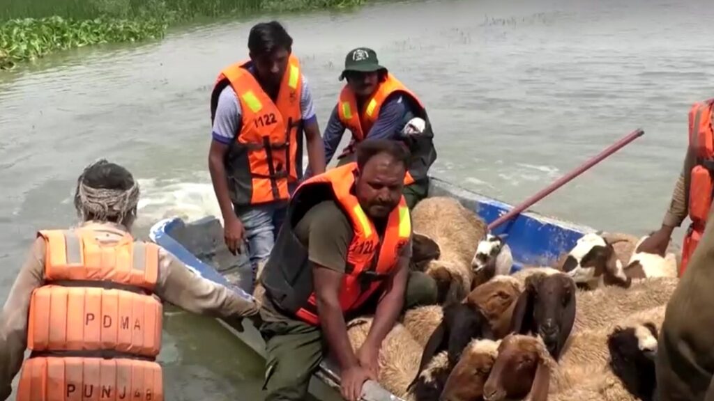 Several villages hit by flood water in Pakistan’s Punjab province evacuate cattles